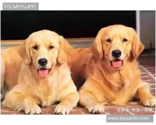 哈士奇与足球明星的奇妙缘分揭示了哪些球队的背后故事